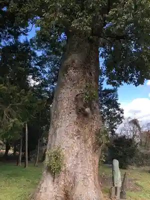 八幡神社の自然