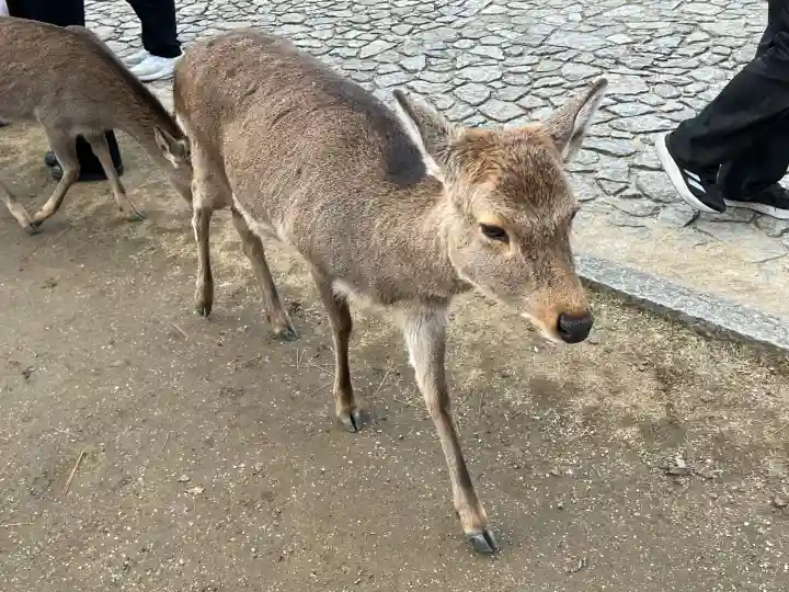興福寺 中金堂(奈良県)