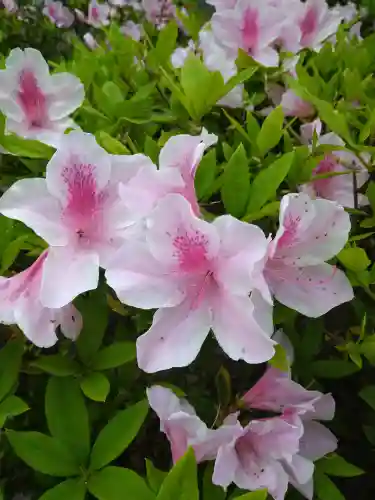 木華佐久耶比咩神社の自然