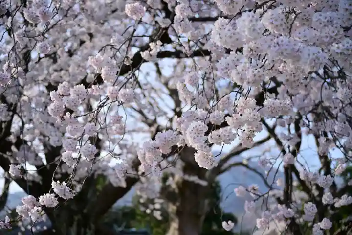 櫻井神社(新潟県)
