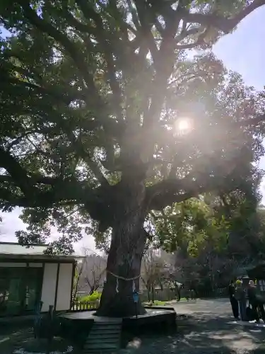 平野神社の{uncategorized: "未分類", other: "その他", undefined: "問題あり", building: "その他建物", grave: "お墓", sacred_gate: "鳥居", guardian: "狛犬", statue: "像", buddha: "仏像", history: "歴史", nature: "自然", garden: "庭園", animal: "動物", pagoda: "塔", temizu: "手水舎", mountain_gate: "山門・神門", sanctuary: "本殿・本堂", subordinate: "末社・摂社", art: "芸術", scenery: "景色", jizo: "地蔵", ema: "絵馬", goshuin: "御朱印", omikuji: "おみくじ", items: "授与品その他", amulet: "お守り", goshuincho: "御朱印帳", eats: "食事", festival: "お祭り", votive_dance: "神楽", shichigosan: "七五三参", wedding: "結婚式", experience: "体験その他", initially: "初詣", around: "周辺", anti_infection: "感染症対策"}
