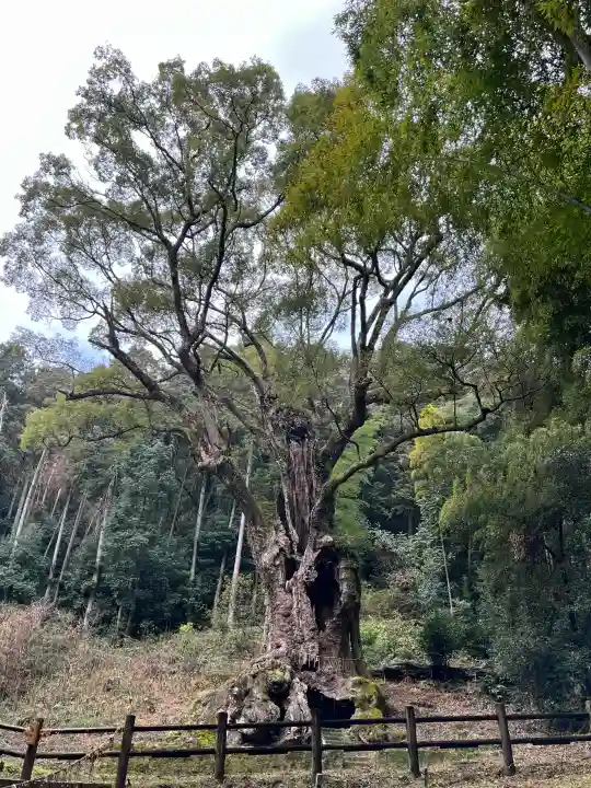 武雄神社の{uncategorized: "未分類", other: "その他", undefined: "問題あり", building: "その他建物", grave: "お墓", sacred_gate: "鳥居", guardian: "狛犬", statue: "像", buddha: "仏像", history: "歴史", nature: "自然", garden: "庭園", animal: "動物", pagoda: "塔", temizu: "手水舎", mountain_gate: "山門・神門", sanctuary: "本殿・本堂", subordinate: "末社・摂社", art: "芸術", scenery: "景色", jizo: "地蔵", ema: "絵馬", goshuin: "御朱印", omikuji: "おみくじ", items: "授与品その他", amulet: "お守り", goshuincho: "御朱印帳", eats: "食事", festival: "お祭り", votive_dance: "神楽", shichigosan: "七五三参", wedding: "結婚式", experience: "体験その他", initially: "初詣", around: "周辺", anti_infection: "感染症対策"}