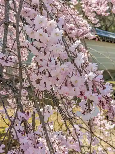 仁和寺(京都府)