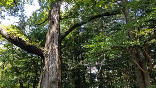 帯廣神社の自然