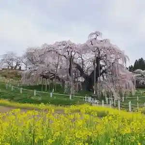 豊景神社の自然(2021年04月03日(土) 09時24分01秒投稿)