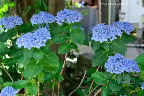 桜神宮(東京都)