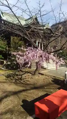 桜神宮(東京都)