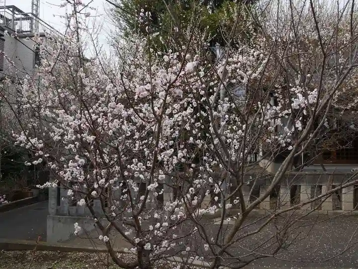 菅原神社(子安天満宮)の自然