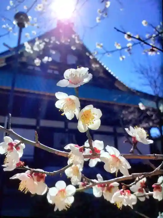 妙法寺(東京都)
