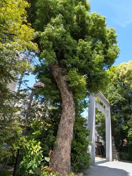 阿佐ヶ谷神明宮(東京都)