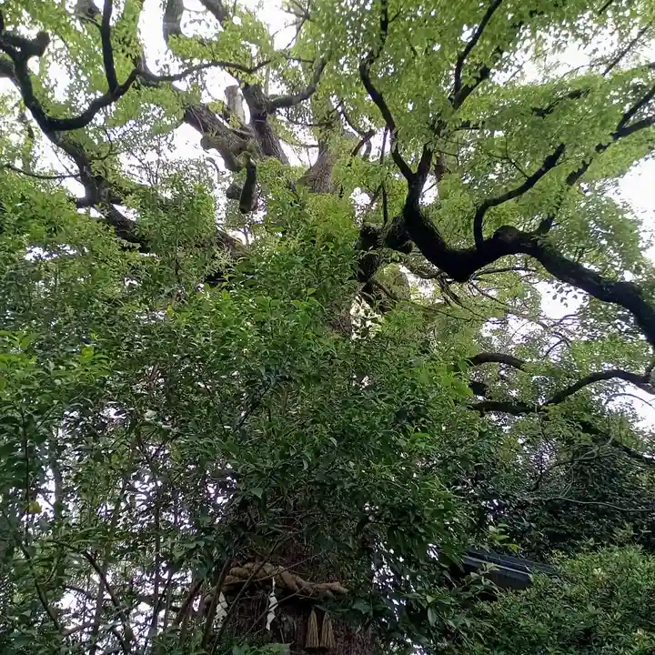 新熊野神社の自然