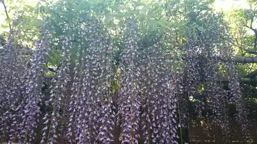 亀戸天神社の自然