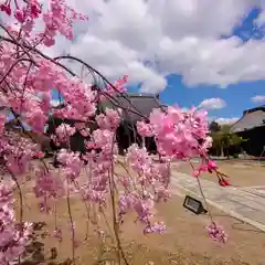 妙顯寺（妙顕寺）(京都府)