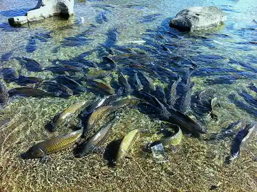 東本願寺本廟 牛久浄苑（牛久大仏）の動物