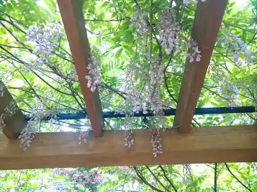 阿智神社の自然