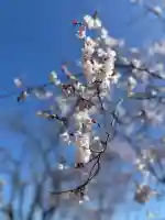 堤治神社の{uncategorized: "未分類", other: "その他", undefined: "問題あり", building: "その他建物", grave: "お墓", sacred_gate: "鳥居", guardian: "狛犬", statue: "像", buddha: "仏像", history: "歴史", nature: "自然", garden: "庭園", animal: "動物", pagoda: "塔", temizu: "手水舎", mountain_gate: "山門・神門", sanctuary: "本殿・本堂", subordinate: "末社・摂社", art: "芸術", scenery: "景色", jizo: "地蔵", ema: "絵馬", goshuin: "御朱印", omikuji: "おみくじ", items: "授与品その他", amulet: "お守り", goshuincho: "御朱印帳", eats: "食事", festival: "お祭り", votive_dance: "神楽", shichigosan: "七五三参", wedding: "結婚式", experience: "体験その他", initially: "初詣", around: "周辺", anti_infection: "感染症対策"}