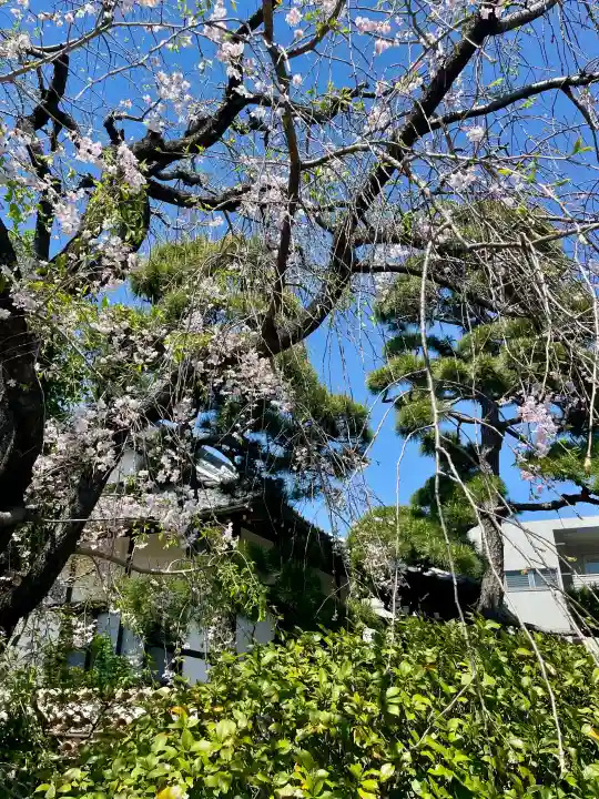 貞源寺の{uncategorized: "未分類", other: "その他", undefined: "問題あり", building: "その他建物", grave: "お墓", sacred_gate: "鳥居", guardian: "狛犬", statue: "像", buddha: "仏像", history: "歴史", nature: "自然", garden: "庭園", animal: "動物", pagoda: "塔", temizu: "手水舎", mountain_gate: "山門・神門", sanctuary: "本殿・本堂", subordinate: "末社・摂社", art: "芸術", scenery: "景色", jizo: "地蔵", ema: "絵馬", goshuin: "御朱印", omikuji: "おみくじ", items: "授与品その他", amulet: "お守り", goshuincho: "御朱印帳", eats: "食事", festival: "お祭り", votive_dance: "神楽", shichigosan: "七五三参", wedding: "結婚式", experience: "体験その他", initially: "初詣", around: "周辺", anti_infection: "感染症対策"}