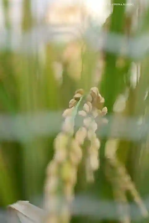 【閉業】小石川大神宮(東京都)