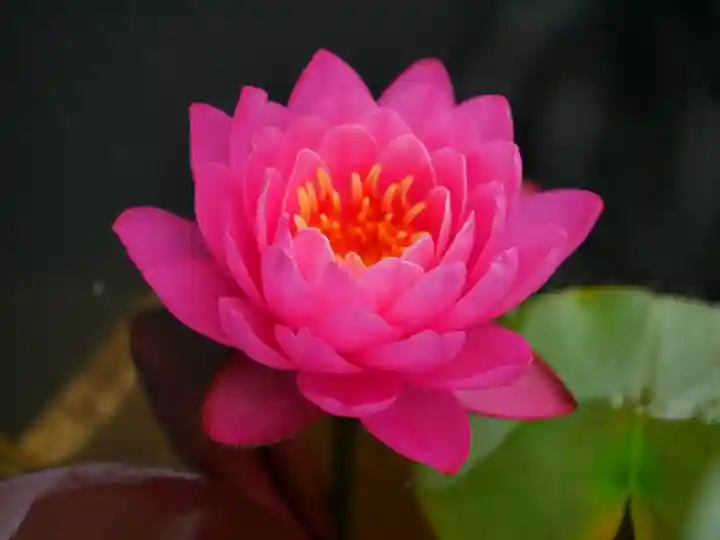 極楽山 浄土寺の自然