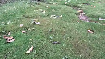 賀茂神社の自然