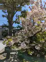 西院春日神社(京都府)