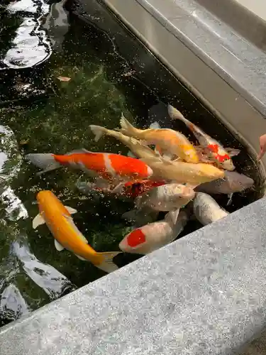 大聖観音寺（あびこ観音）(大阪府)