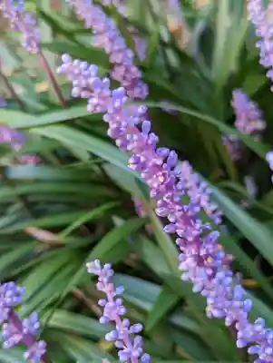 本光寺(京都府)