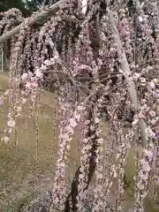 三室戸寺(京都府)