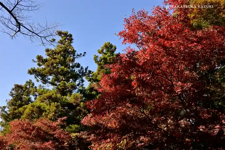 高尾山薬王院の自然