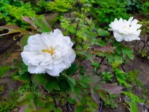 東長谷寺　薬王院(東京都)