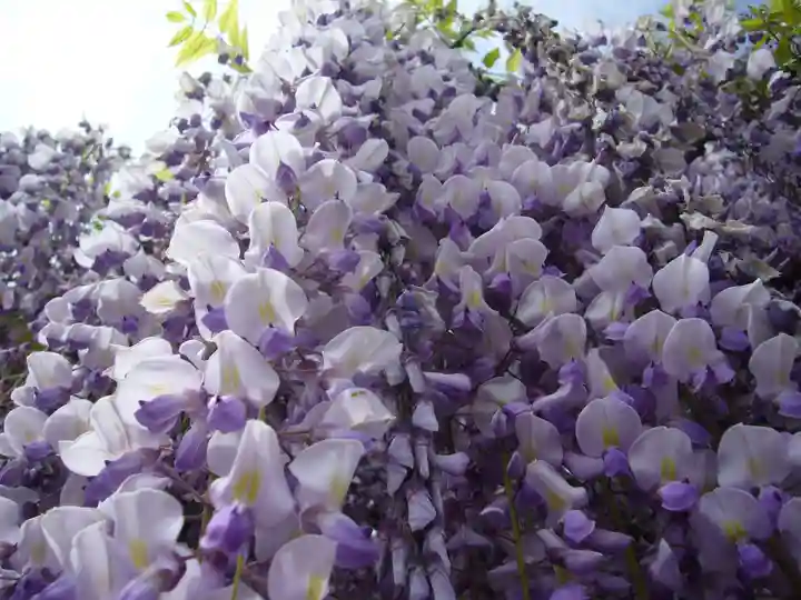 玉敷神社(埼玉県)