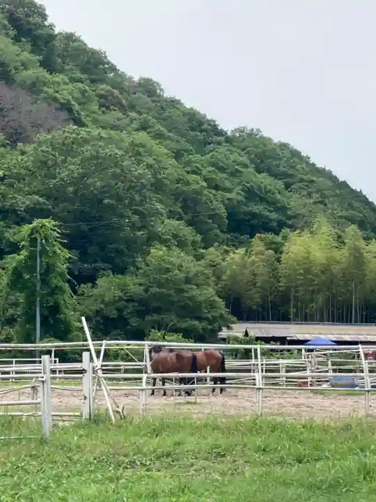 若都王子神社の動物