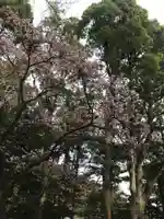 鶴岡八幡宮の自然