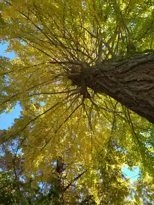 阿佐ヶ谷神明宮(東京都)