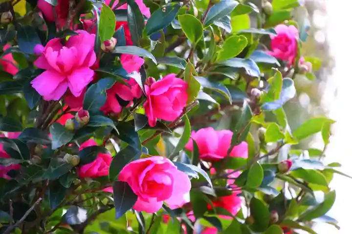 大鏑神社の庭園