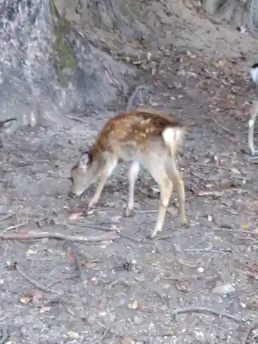 包ケ浦神社の動物
