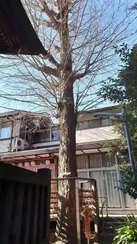 越谷香取神社の自然