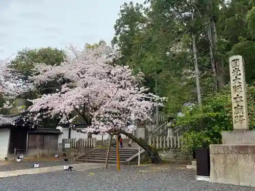 知恩院の庭園