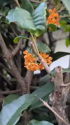 香雪院(京都府)