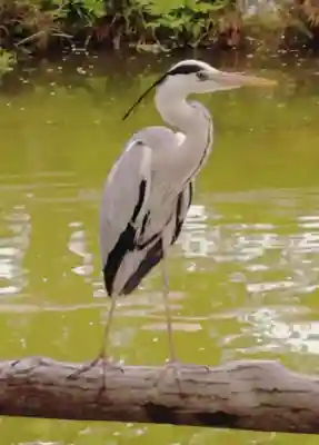 亀戸天神社(東京都)