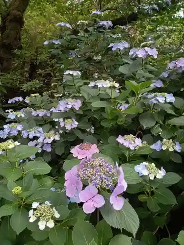 高幡不動尊　金剛寺(東京都)