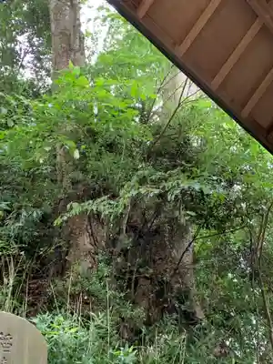 稲積神社の自然