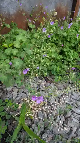 札幌諏訪神社の自然