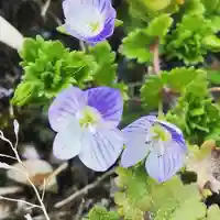 鹿島台神社の自然