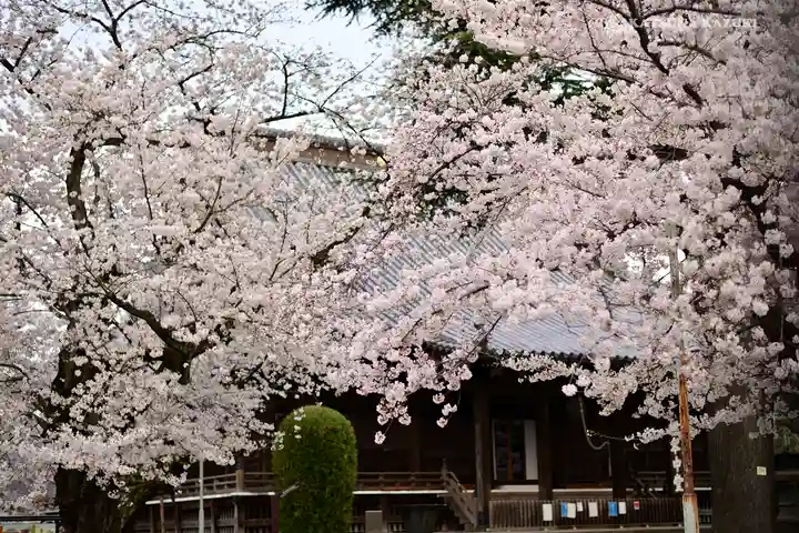 寛永寺(根本中堂)の自然