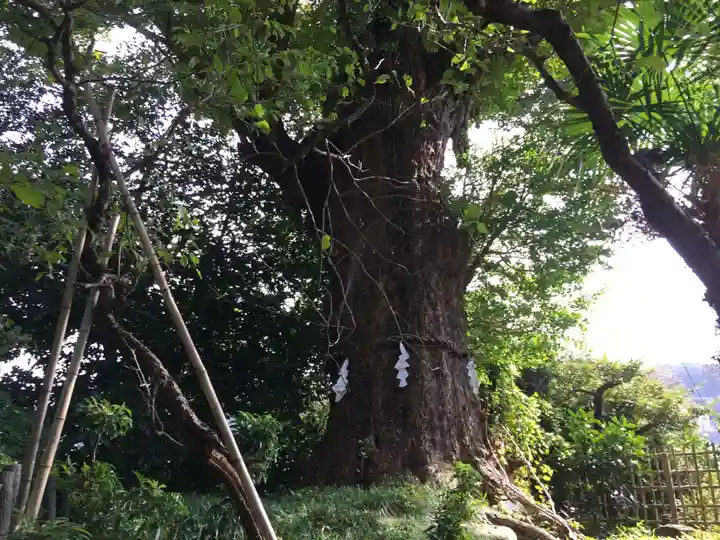 荏柄天神社の自然