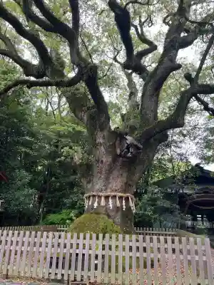 熱田神宮の{uncategorized: "未分類", other: "その他", undefined: "問題あり", building: "その他建物", grave: "お墓", sacred_gate: "鳥居", guardian: "狛犬", statue: "像", buddha: "仏像", history: "歴史", nature: "自然", garden: "庭園", animal: "動物", pagoda: "塔", temizu: "手水舎", mountain_gate: "山門・神門", sanctuary: "本殿・本堂", subordinate: "末社・摂社", art: "芸術", scenery: "景色", jizo: "地蔵", ema: "絵馬", goshuin: "御朱印", omikuji: "おみくじ", items: "授与品その他", amulet: "お守り", goshuincho: "御朱印帳", eats: "食事", festival: "お祭り", votive_dance: "神楽", shichigosan: "七五三参", wedding: "結婚式", experience: "体験その他", initially: "初詣", around: "周辺", anti_infection: "感染症対策"}