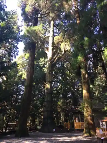 高千穂神社の自然