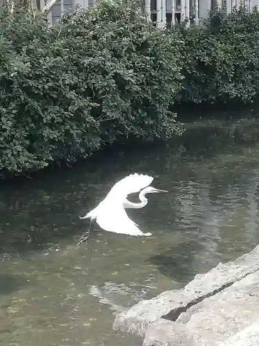 佐嘉神社・松原神社の動物