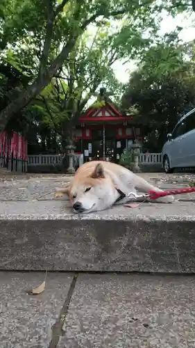 笠䅣稲荷神社の動物